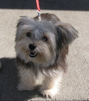 http://www.greatdogsite.com/resources/photos/from_owners/Morkie-1233720696.jpg