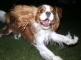 Cavalier King Charles Spaniel Information, Pictures, Reviews and Q&A