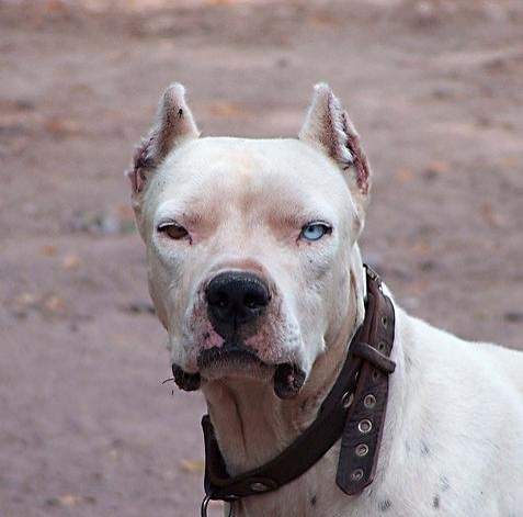 Champion Dogo Argentino breeders & owners of the # 1 Grand Champion Dogo 
