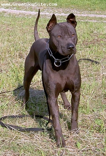 Thai%20Ridgeback-10%20Months-Gray-1184049132.jpg