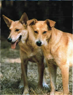 dog carolina breeds american dingo honden greatdogsite wilde dogs dieren foto marley